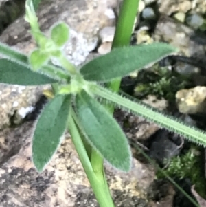 Galium polyanthum at Yaouk, NSW - 28 Nov 2021