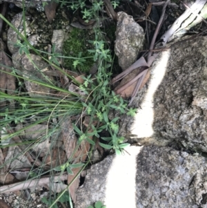 Galium polyanthum at Yaouk, NSW - 28 Nov 2021