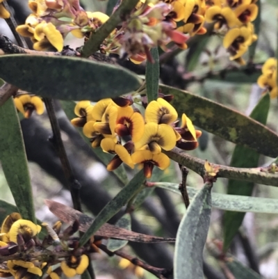 Daviesia mimosoides subsp. mimosoides at Yaouk, NSW - 28 Nov 2021 by Tapirlord