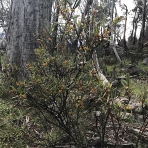 Daviesia mimosoides subsp. mimosoides at Yaouk, NSW - 28 Nov 2021