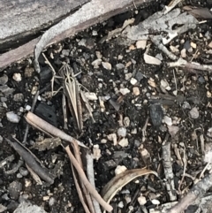 Austroicetes sp. (genus) (A grasshopper) at Scabby Range Nature Reserve - 28 Nov 2021 by Tapirlord