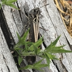 Austroicetes sp. (genus) at Yaouk, NSW - 28 Nov 2021 04:17 PM