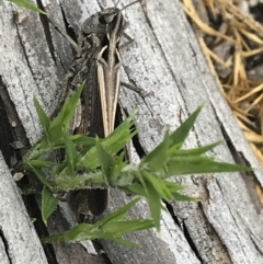 Austroicetes sp. (genus) at Yaouk, NSW - 28 Nov 2021