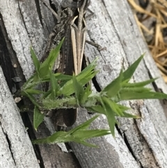 Austroicetes sp. (genus) at Yaouk, NSW - 28 Nov 2021
