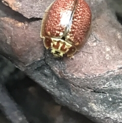 Paropsisterna m-fuscum (Eucalyptus Leaf Beetle) at Scabby Range Nature Reserve - 28 Nov 2021 by Tapirlord