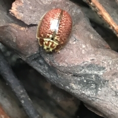 Paropsisterna m-fuscum at Yaouk, NSW - 28 Nov 2021