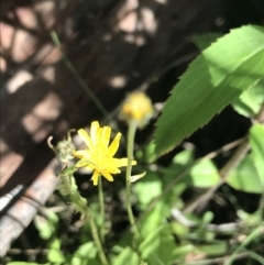 Crepis capillaris (Smooth Hawksbeard) at Scabby Range Nature Reserve - 28 Nov 2021 by Tapirlord