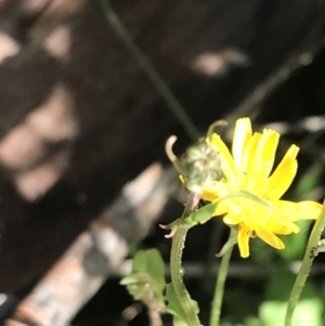 Crepis capillaris at Yaouk, NSW - 28 Nov 2021