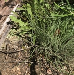 Crepis capillaris at Yaouk, NSW - 28 Nov 2021