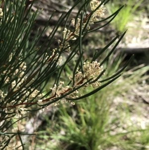 Hakea microcarpa at Yaouk, NSW - 28 Nov 2021