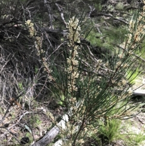 Hakea microcarpa at Yaouk, NSW - 28 Nov 2021 04:46 PM