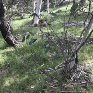 Eucalyptus stellulata at Yaouk, NSW - 28 Nov 2021 04:55 PM