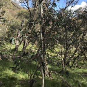 Eucalyptus stellulata at Yaouk, NSW - 28 Nov 2021 04:55 PM