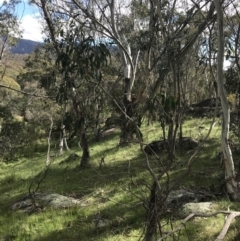 Eucalyptus stellulata at Yaouk, NSW - 28 Nov 2021 04:55 PM