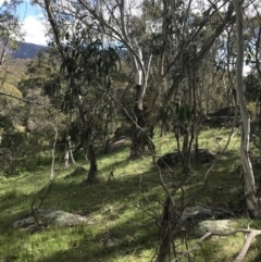 Eucalyptus stellulata at Yaouk, NSW - 28 Nov 2021