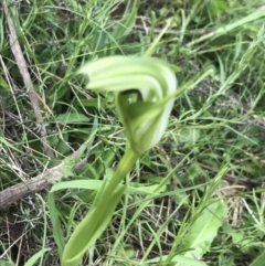 Pterostylis monticola (Large Mountain Greenhood) at Yaouk, NSW - 28 Nov 2021 by Tapirlord