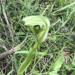 Pterostylis monticola at Yaouk, NSW - 28 Nov 2021