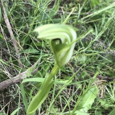 Pterostylis monticola (Large Mountain Greenhood) at Scabby Range Nature Reserve - 28 Nov 2021 by Tapirlord