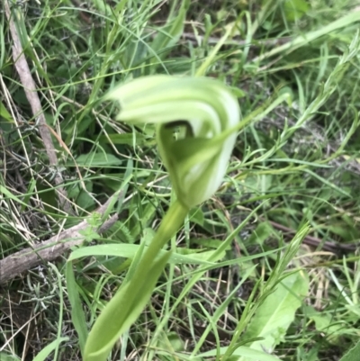 Pterostylis monticola (Large Mountain Greenhood) at Yaouk, NSW - 28 Nov 2021 by Tapirlord