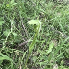 Pterostylis monticola at Yaouk, NSW - 28 Nov 2021