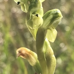 Hymenochilus crassicaulis (Alpine swan greenhood) at Yaouk, NSW - 28 Nov 2021 by Tapirlord