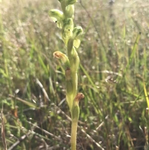 Hymenochilus crassicaulis at Yaouk, NSW - 28 Nov 2021