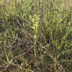 Hymenochilus crassicaulis at Yaouk, NSW - 28 Nov 2021