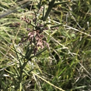 Discaria pubescens at Yaouk, NSW - 28 Nov 2021