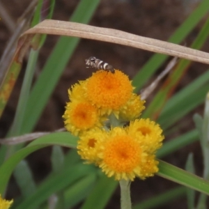 Glyphipterix (genus) at Monash, ACT - 3 Nov 2021