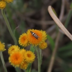 Glyphipterix (genus) at Monash, ACT - 3 Nov 2021