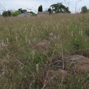 Stackhousia monogyna at Monash, ACT - 3 Nov 2021