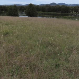 Stackhousia monogyna at Monash, ACT - 3 Nov 2021