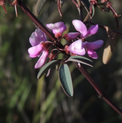Indigofera australis subsp. australis (Australian Indigo) at Conder, ACT - 20 Oct 2021 by MichaelBedingfield