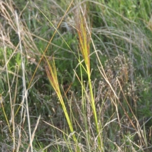 Austrostipa scabra at Conder, ACT - 20 Oct 2021 05:15 PM