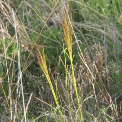 Austrostipa scabra (Corkscrew Grass, Slender Speargrass) at Rob Roy Spring 1(M) - 20 Oct 2021 by michaelb