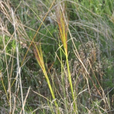 Austrostipa scabra (Corkscrew Grass, Slender Speargrass) at Conder, ACT - 20 Oct 2021 by MichaelBedingfield