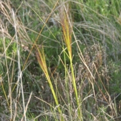 Austrostipa scabra (Corkscrew Grass) at Rob Roy Range - 20 Oct 2021 by michaelb