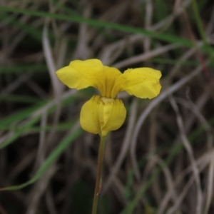 Goodenia pinnatifida at Monash, ACT - 3 Nov 2021 05:46 PM