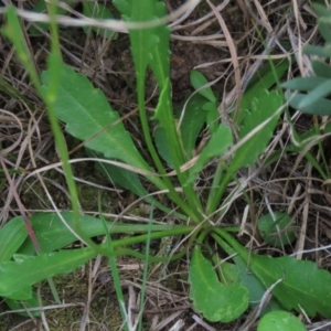 Goodenia pinnatifida at Monash, ACT - 3 Nov 2021 05:46 PM