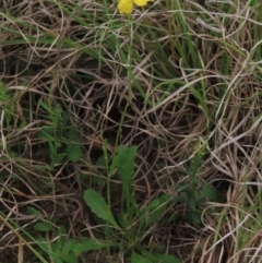 Goodenia pinnatifida at Monash, ACT - 3 Nov 2021 05:46 PM