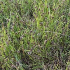 Schoenus apogon (Common Bog Sedge) at Conder, ACT - 20 Oct 2021 by MichaelBedingfield