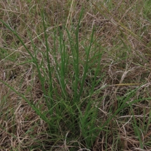 Eryngium ovinum at Monash, ACT - 3 Nov 2021