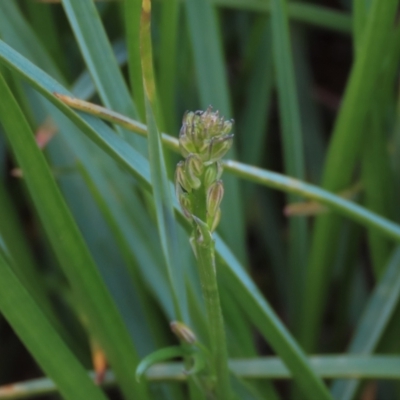 Caesia calliantha (Blue Grass-lily) at Monash, ACT - 3 Nov 2021 by AndyRoo