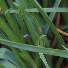 Caesia calliantha at Monash, ACT - 3 Nov 2021