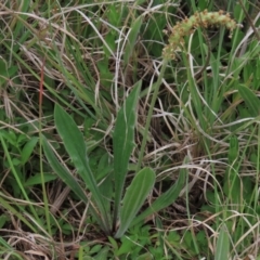 Plantago varia (Native Plaintain) at Monash Grassland - 3 Nov 2021 by AndyRoo