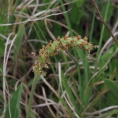 Plantago varia at Monash, ACT - 3 Nov 2021 05:59 PM