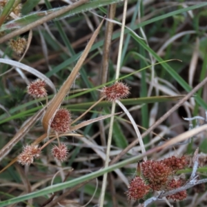 Luzula densiflora at Monash, ACT - 3 Nov 2021