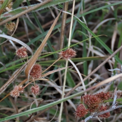 Luzula densiflora (Dense Wood-rush) at Monash Grassland - 3 Nov 2021 by AndyRoo