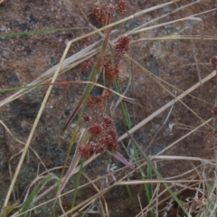 Luzula densiflora at Monash, ACT - 3 Nov 2021