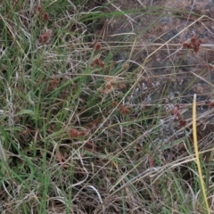 Luzula densiflora at Monash, ACT - 3 Nov 2021